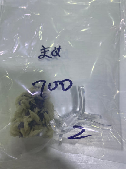 69-まめ様8月12日まで