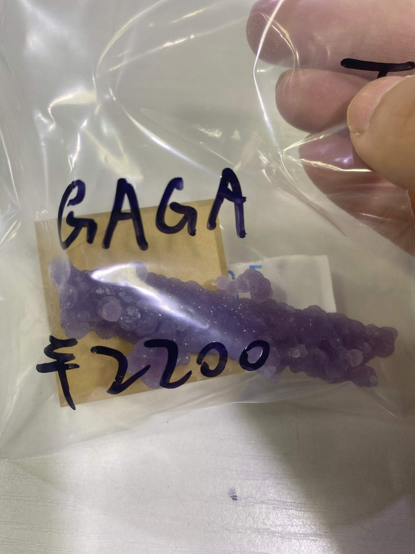 33-GAGA様8月23日まで