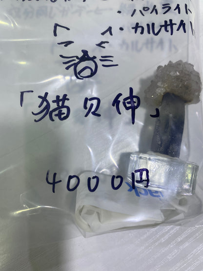 19-猫欠伸様