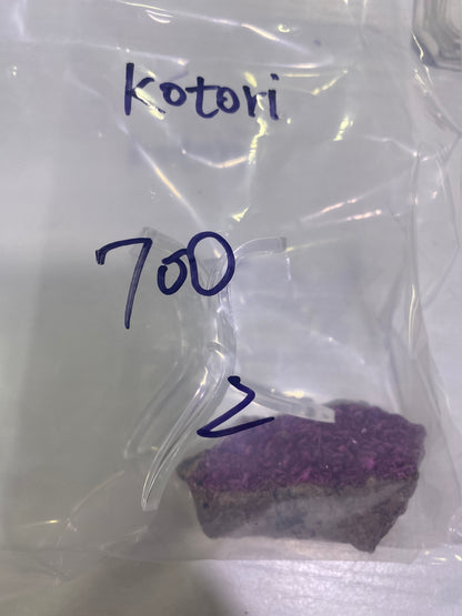 28-kotori様9月14日まで
